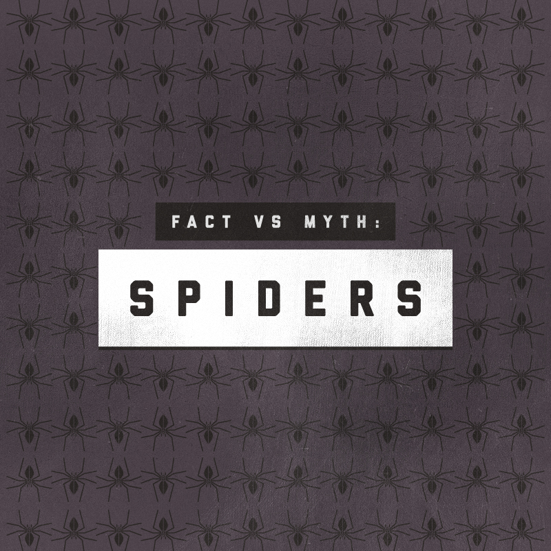 Spiders-Infographic-Porch-top