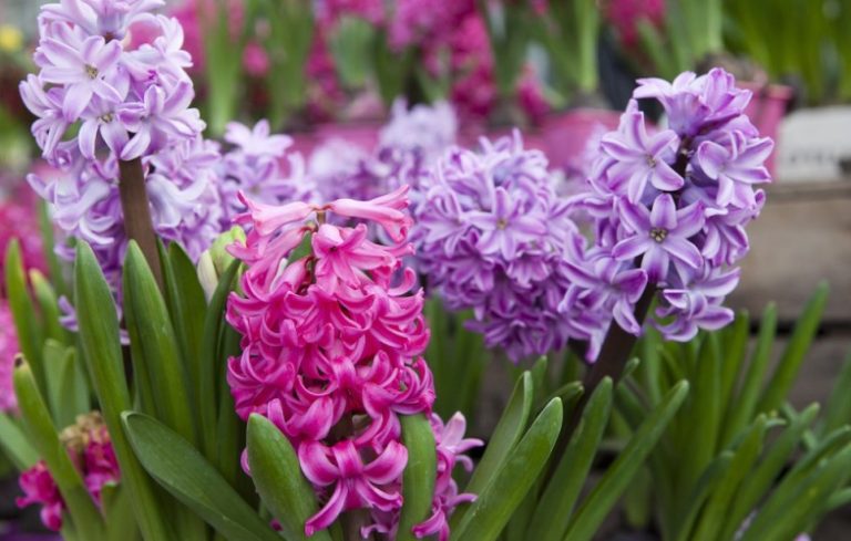 Spring Bulb Planting 101 - Porch Advice