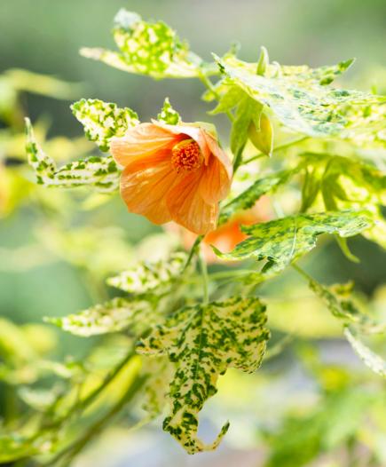 flowering-maple