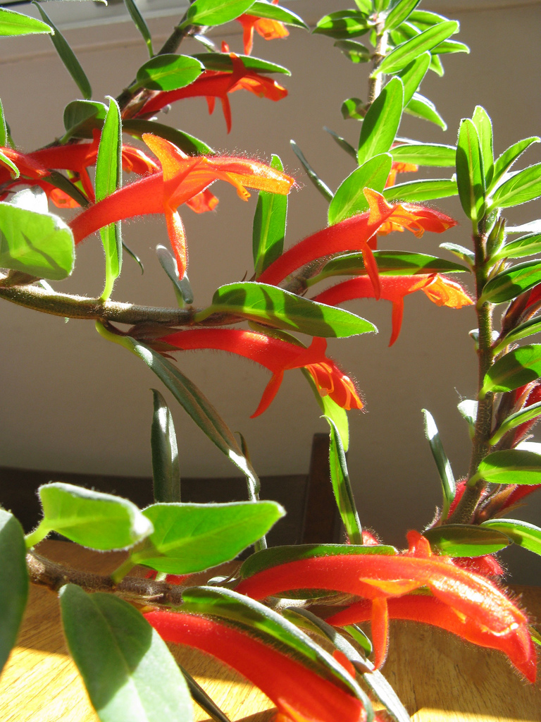 goldfish-plant