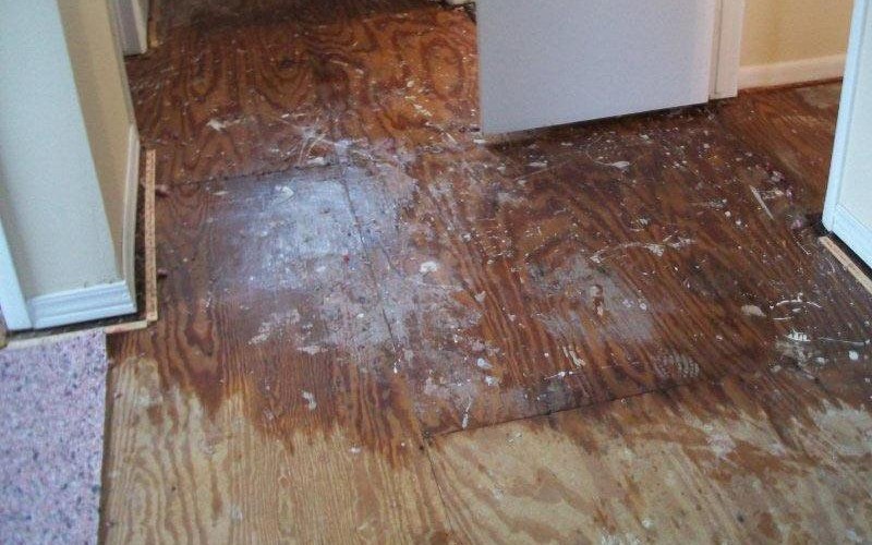 Water Damage Mold Clean Up