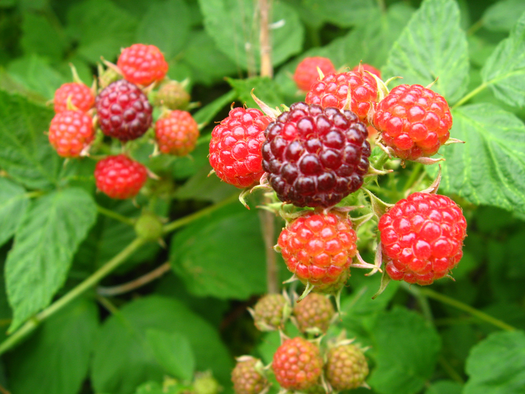 Gardening Know-How - Porch - raspberry