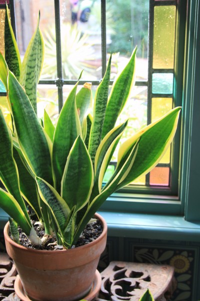 Gardening Know-How - snake plant