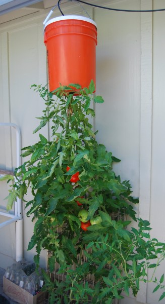 Gardening Know-How - tomato hacks
