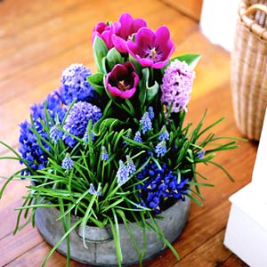 Try mixing several different bulb types in one container for a dramatic impact. You may need to chill certain bulbs, like tulips. Image credit: Better Homes & Gardens