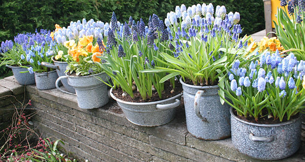 These vintage enamel containers look amazing with this mass of bulbs on display. Image credit: The Garden Glove