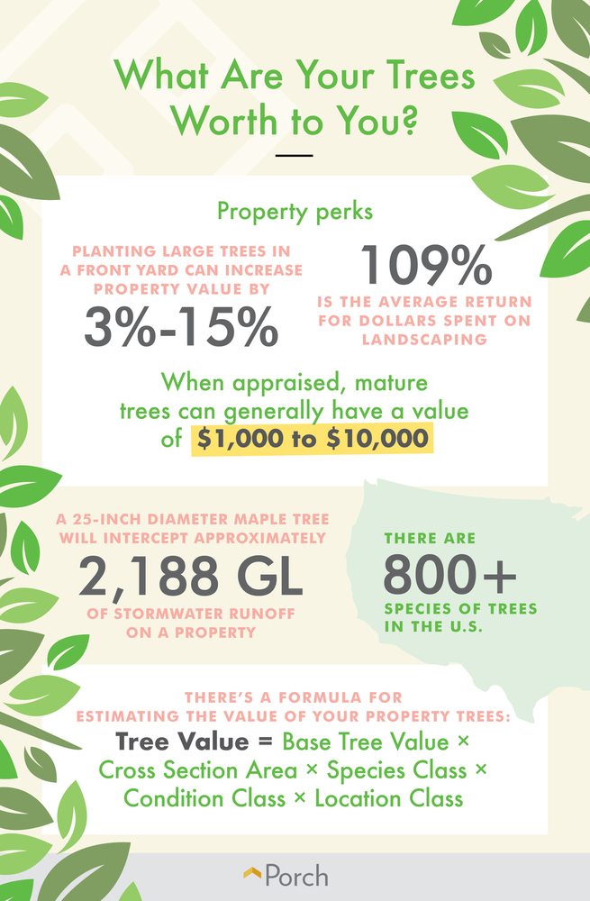 TreeValue_Infographic