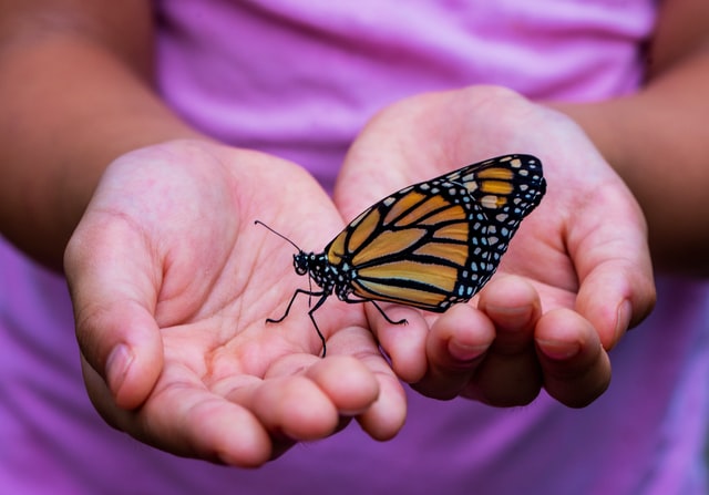 Helping Monarch Butterfly