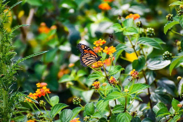 A Tribute To The Monarch Butterfly: How to Turn Your Backyard Into
