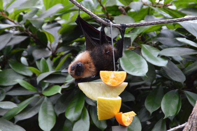 Bats Eating