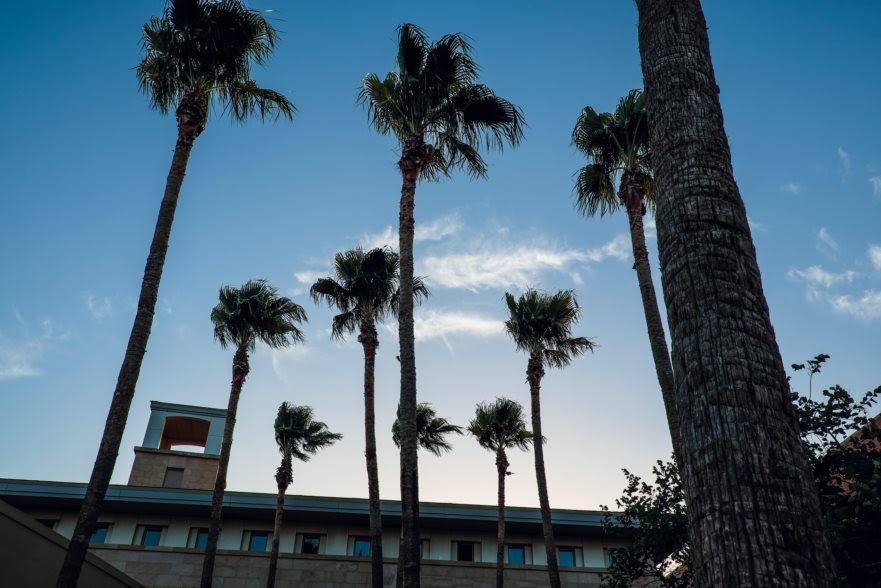 Palm trees over Mcallen convention center
