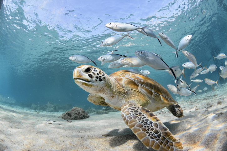 How You Can Protect the Ocean and Help Save Marine Life from Home