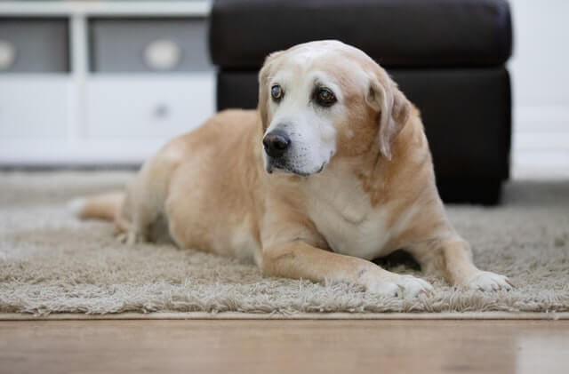 How to Prepare Your Home to Care for a Senior Pet