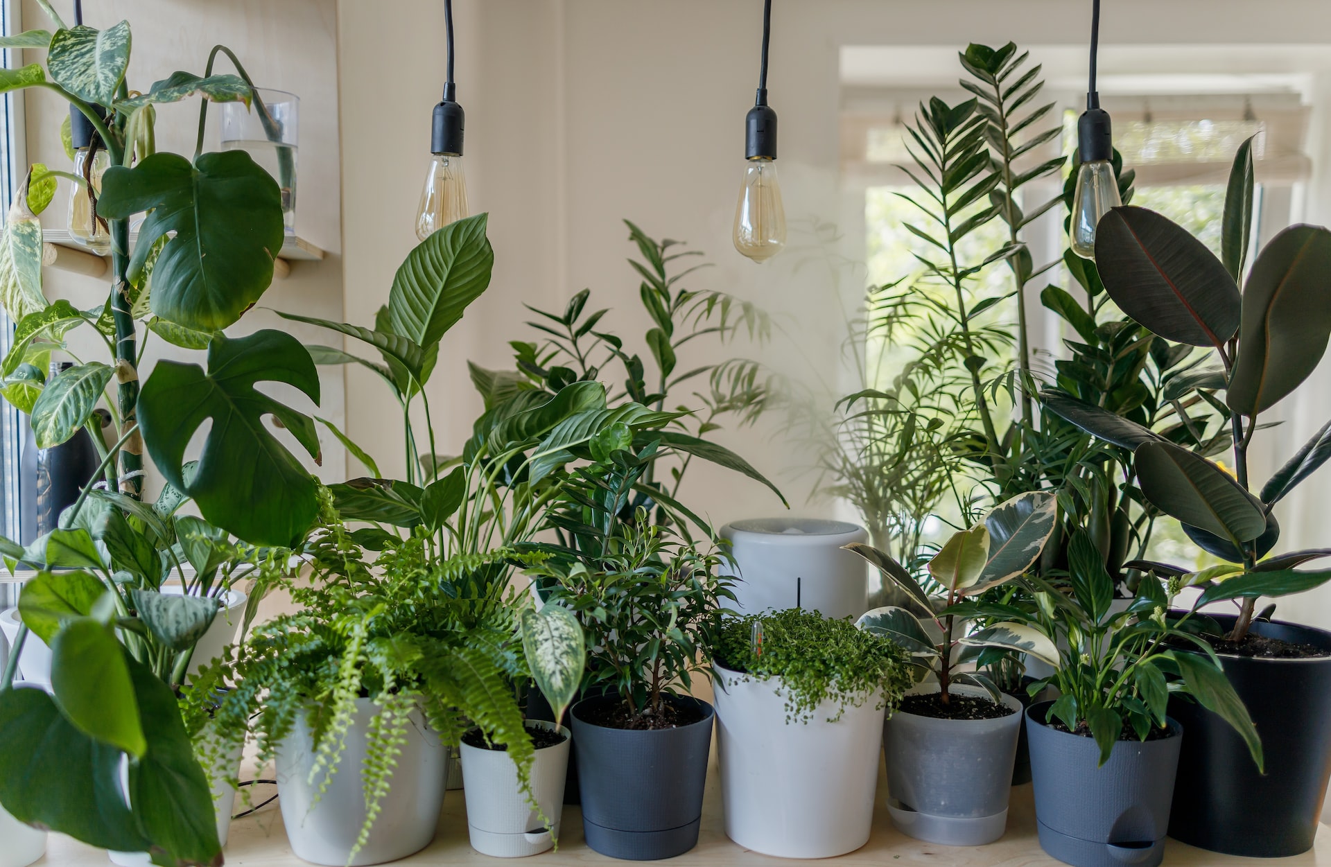 THE ULTIMATE GUIDE TO MAINTAINING INDOOR PLANTS