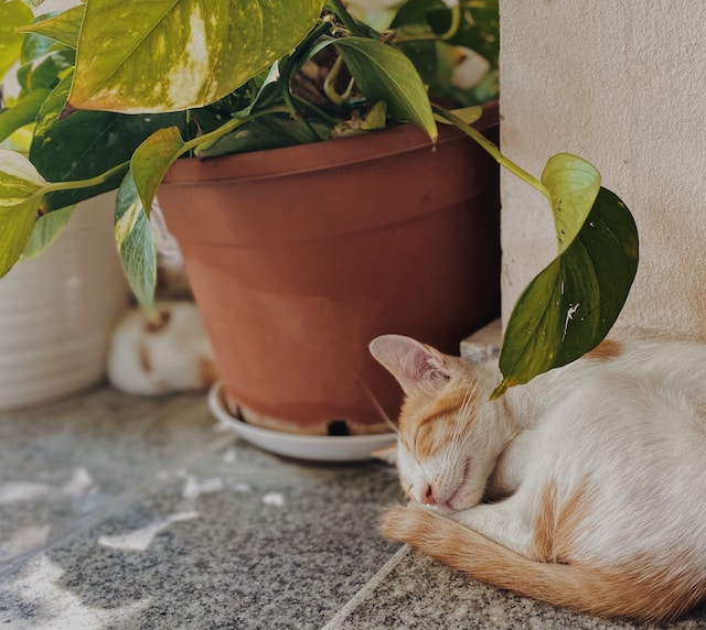 cats sleeping on the floor next to a plant 