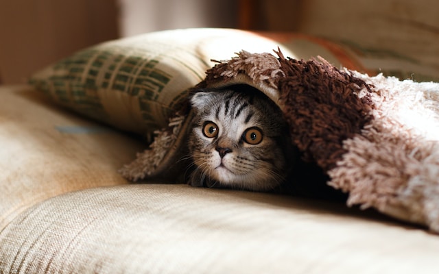cat under a blanket looking through a hole