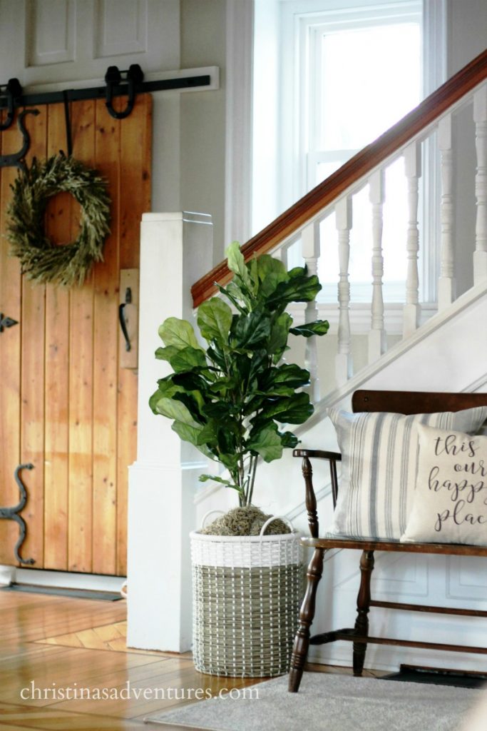 DIY fiddle leaf fig in renovated 1902 Victorian home with farmhouse flair
